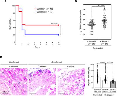 Toll-Like Receptor 4 Protects Against Clostridium perfringens Infection in Mice